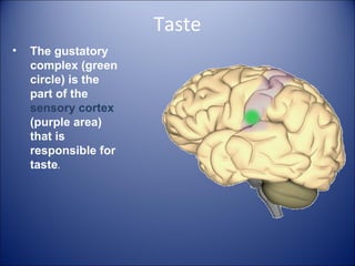 Taste
• The gustatory
complex (green
circle) is the
part of the
sensory cortex
(purple area)
that is
responsible for
taste.
 