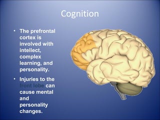 Cognition
• The prefrontal
cortex is
involved with
intellect,
complex
learning, and
personality.
• Injuries to the
front lobe can
cause mental
and
personality
changes.
 