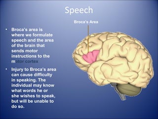 Speech
• Broca’s area is
where we formulate
speech and the area
of the brain that
sends motor
instructions to the
motor cortex
• Injury to Broca’s area
can cause difficulty
in speaking. The
individual may know
what words he or
she wishes to speak,
but will be unable to
do so.
Broca’s Area
 
