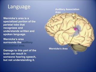 Language
Wernicke’s area is a
specialized portion of the
parietal lobe that
recognizes and
understands written and
spoken language.
Wernicke’s area
surrounds the auditory
association area.
Damage to this part of the
brain can result in
someone hearing speech,
but not understanding it.
Wernicke’s Area
Auditory Association
Area
 