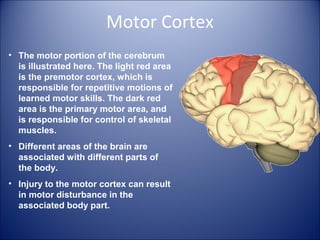 Motor Cortex
• The motor portion of the cerebrum
is illustrated here. The light red area
is the premotor cortex, which is
responsible for repetitive motions of
learned motor skills. The dark red
area is the primary motor area, and
is responsible for control of skeletal
muscles.
• Different areas of the brain are
associated with different parts of
the body.
• Injury to the motor cortex can result
in motor disturbance in the
associated body part.
 
