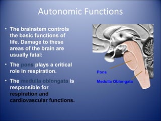 Autonomic Functions
• The brainstem controls
the basic functions of
life. Damage to these
areas of the brain are
usually fatal:
• The pons plays a critical
role in respiration.
• The medulla oblongata is
responsible for
respiration and
cardiovascular functions.
Pons
Medulla Oblongata
 
