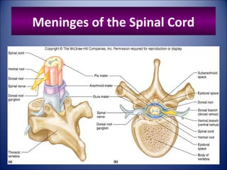 Meninges of the Spinal Cord
8
 