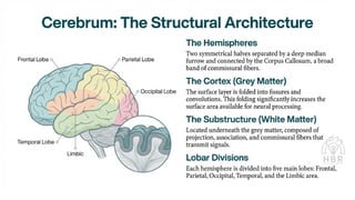 Structure and functions of brain (cerebrum, brain stem, cerebellum).pdf ...