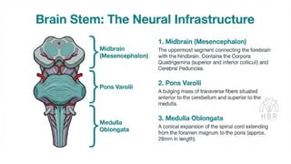 Structure and functions of brain (cerebrum, brain stem, cerebellum).pdf ...