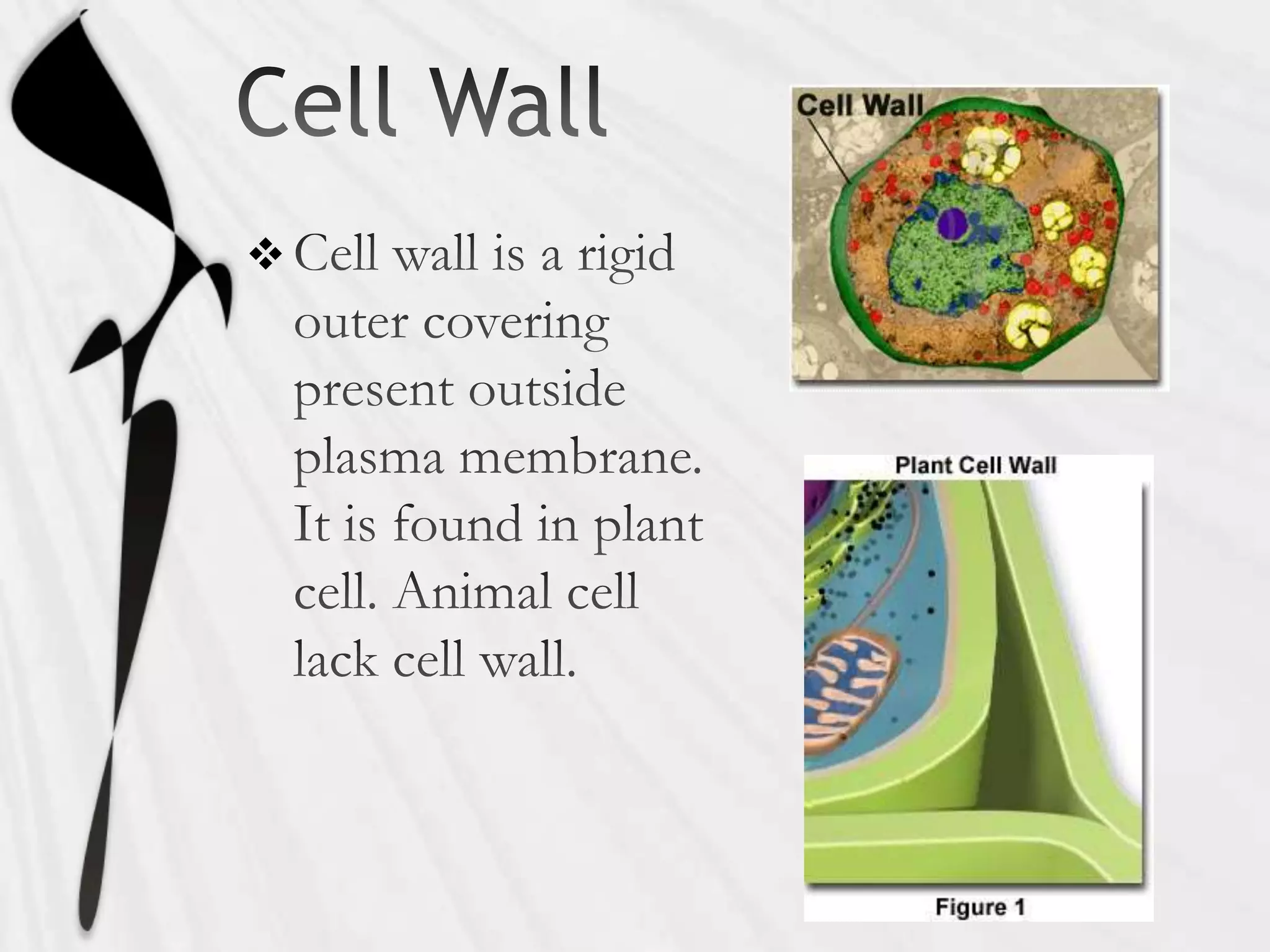 Ppt Structure And Function Of Cell Organelles Powerpoint Presentation