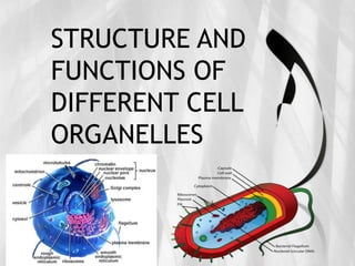 STRUCTURE AND
FUNCTIONS OF
DIFFERENT CELL
ORGANELLES
 