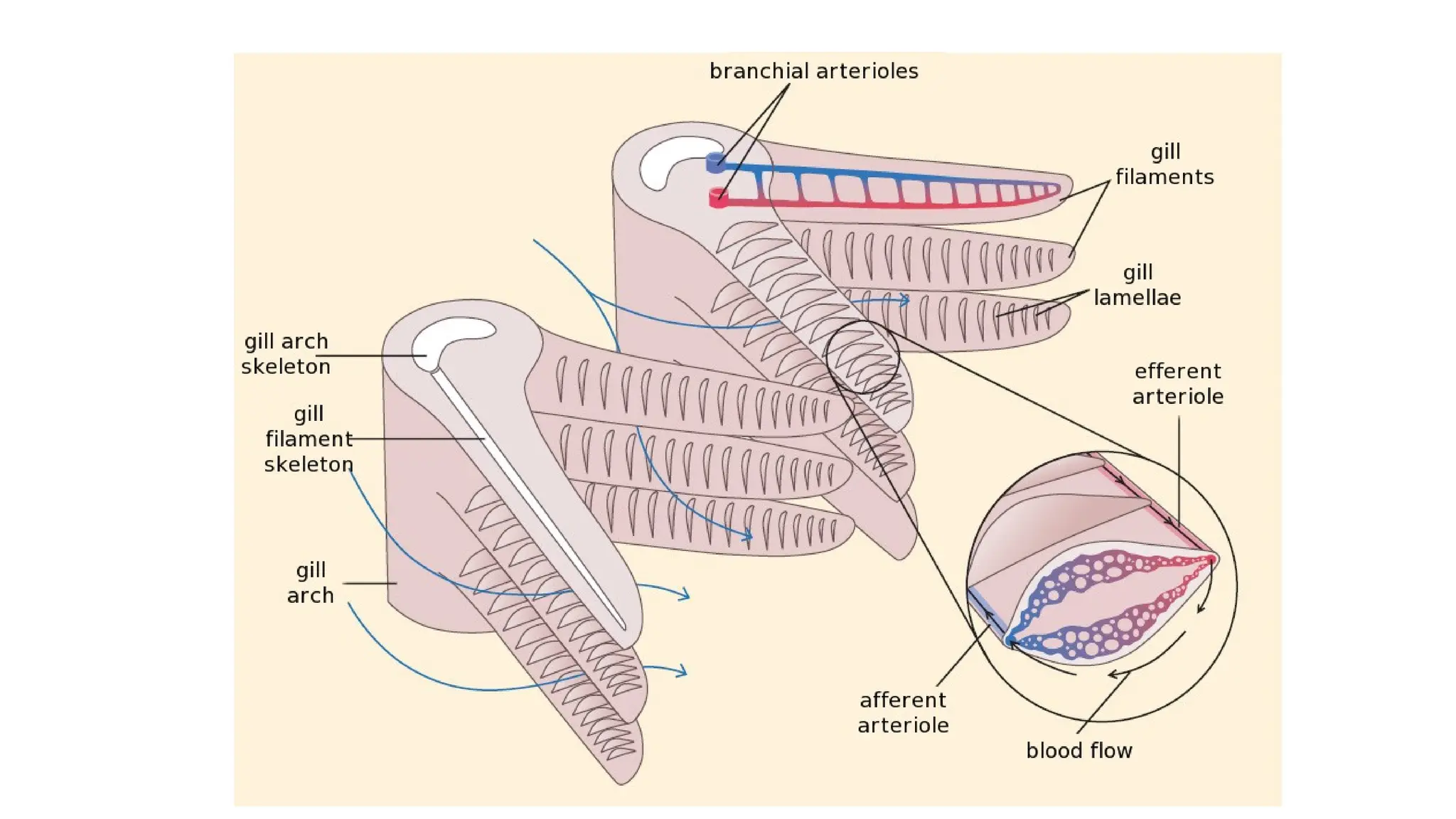 Structure and functions of gills in fishes.pptx