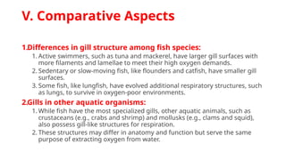 V. Comparative Aspects
1.Differences in gill structure among fish species:
1. Active swimmers, such as tuna and mackerel, have larger gill surfaces with
more filaments and lamellae to meet their high oxygen demands.
2. Sedentary or slow-moving fish, like flounders and catfish, have smaller gill
surfaces.
3. Some fish, like lungfish, have evolved additional respiratory structures, such
as lungs, to survive in oxygen-poor environments.
2.Gills in other aquatic organisms:
1. While fish have the most specialized gills, other aquatic animals, such as
crustaceans (e.g., crabs and shrimp) and mollusks (e.g., clams and squid),
also possess gill-like structures for respiration.
2. These structures may differ in anatomy and function but serve the same
purpose of extracting oxygen from water.
 