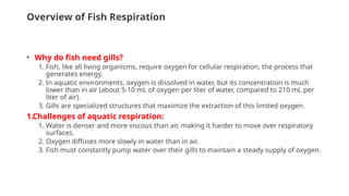Overview of Fish Respiration
• Why do fish need gills?
1. Fish, like all living organisms, require oxygen for cellular respiration, the process that
generates energy.
2. In aquatic environments, oxygen is dissolved in water, but its concentration is much
lower than in air (about 5-10 mL of oxygen per liter of water, compared to 210 mL per
liter of air).
3. Gills are specialized structures that maximize the extraction of this limited oxygen.
1.Challenges of aquatic respiration:
1. Water is denser and more viscous than air, making it harder to move over respiratory
surfaces.
2. Oxygen diffuses more slowly in water than in air.
3. Fish must constantly pump water over their gills to maintain a steady supply of oxygen.
 