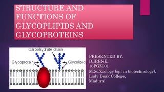 STRUCTURE AND
FUNCTIONS OF
GLYCOPLIPIDS AND
GLYCOPROTEINS
PRESENTED BY.
D.IRENE,
16PGZ001
M.Sc.Zoology (spl in biotechnology),
Lady Doak College,
Madurai
 