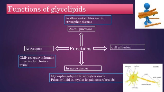 Structure and functions of glycoplipids and glycoproteins