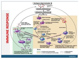 Structure and functions of immune system | PPTX