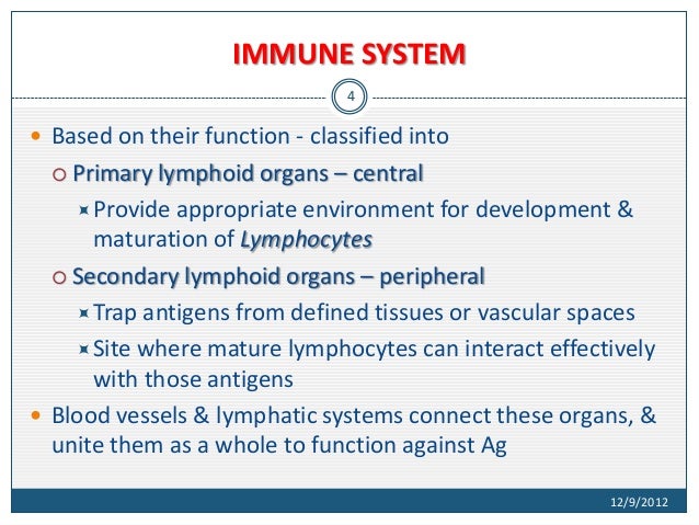 What is a primary function of lymphocytes?