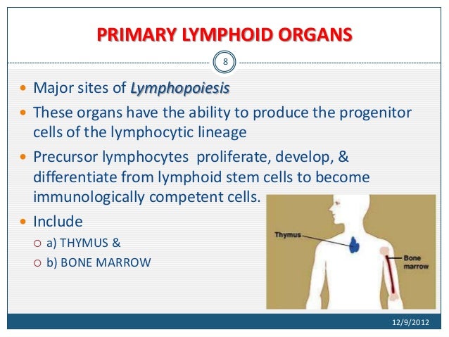 primary lymphoid organs