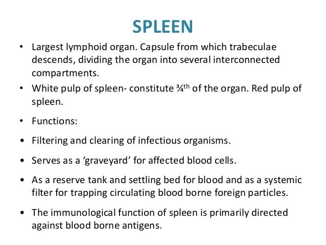 structure and function of the spleen essay structure and function of the spleen essay