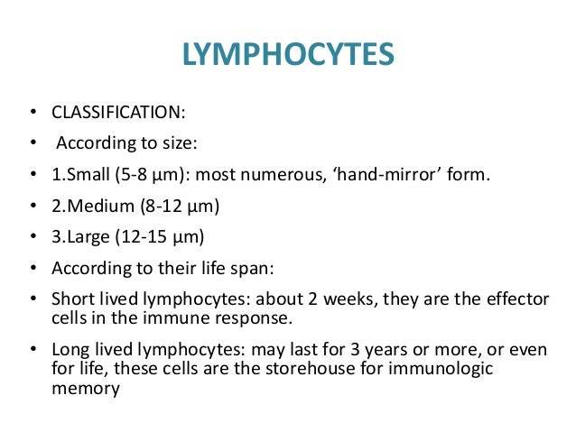 structure and functions of immune system size of lymphocytes