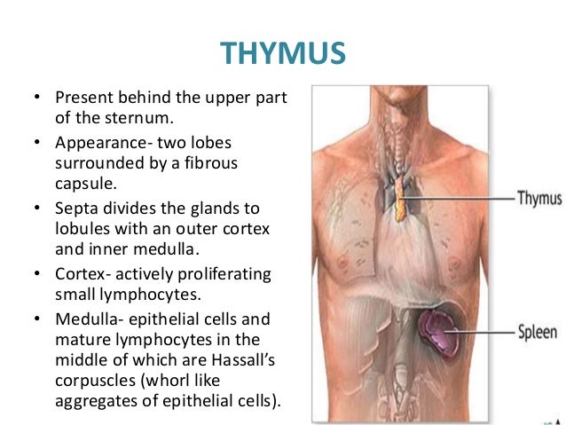 Structure and functions of immune system