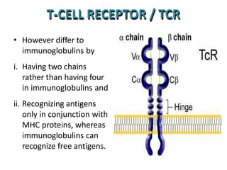 Tcr Drawing structureandfunctionsofimmunesystem-lecture 2.pptx