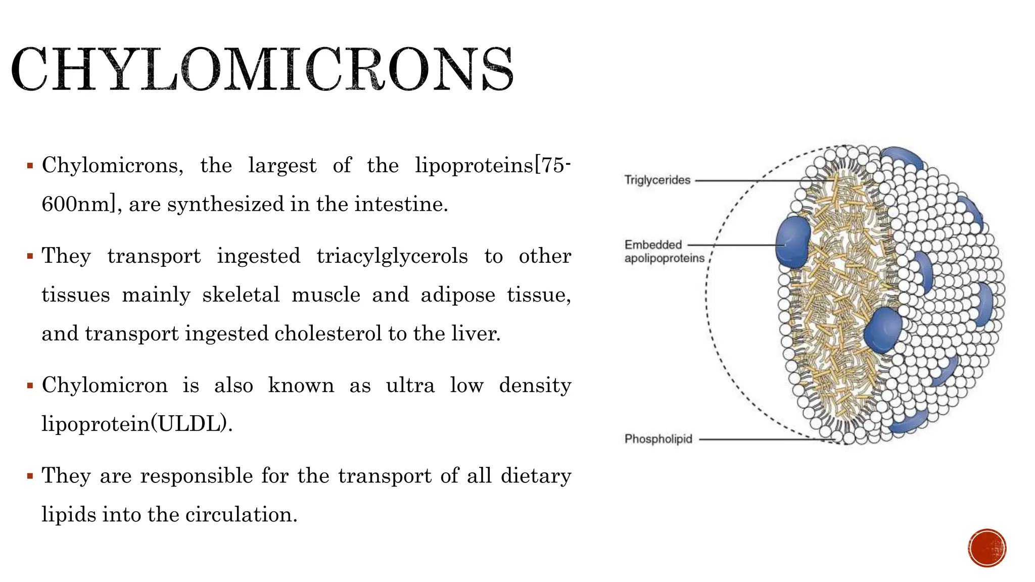  Chylomicrons, the largest of the lipoproteins[75-
600nm], are synthesized in the intestine.
 They transport ingested triacylglycerols to other
tissues mainly skeletal muscle and adipose tissue,
and transport ingested cholesterol to the liver.
 Chylomicron is also known as ultra low density
lipoprotein(ULDL).
 They are responsible for the transport of all dietary
lipids into the circulation.
 