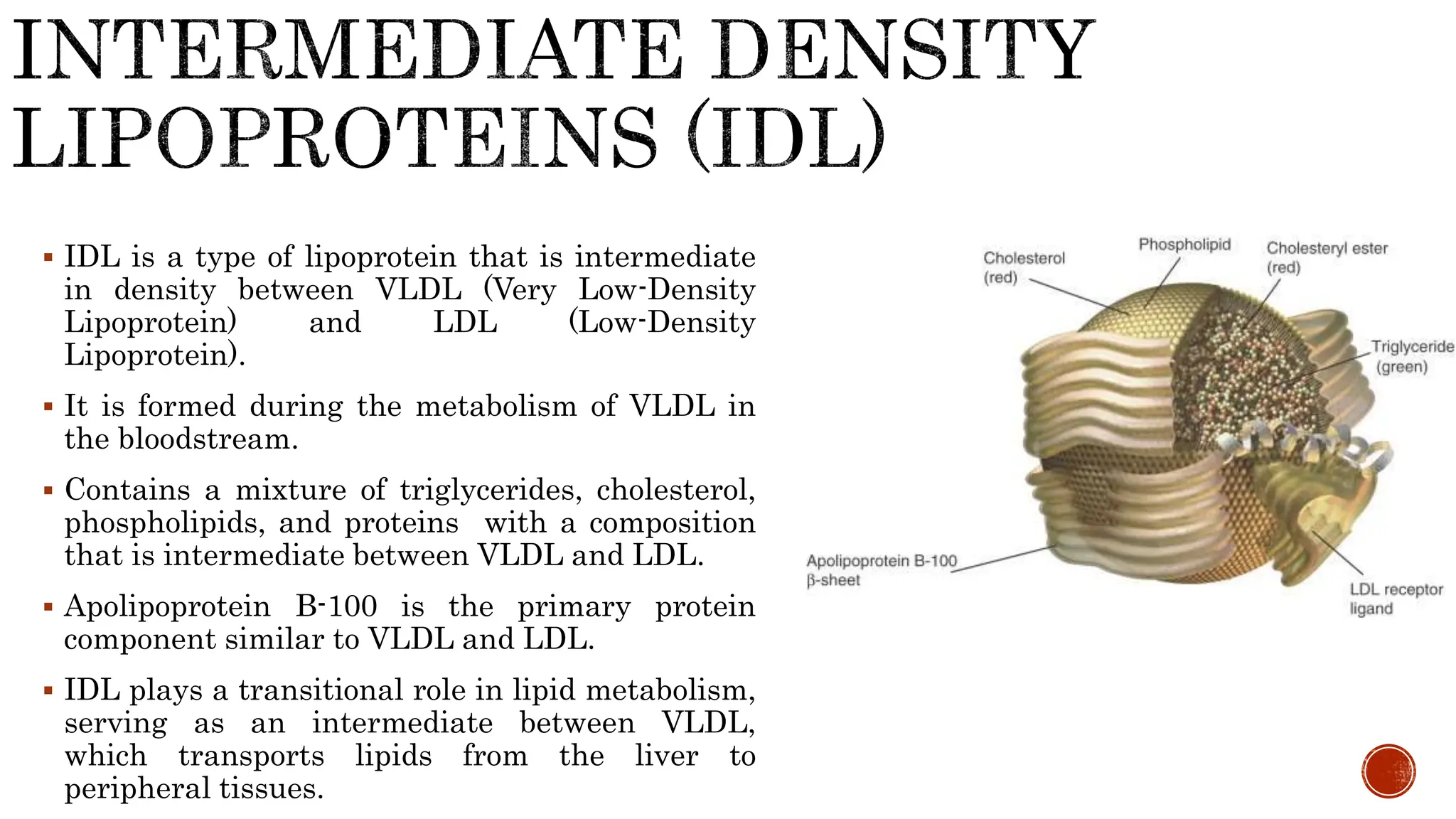  IDL is a type of lipoprotein that is intermediate
in density between VLDL (Very Low-Density
Lipoprotein) and LDL (Low-Density
Lipoprotein).
 It is formed during the metabolism of VLDL in
the bloodstream.
 Contains a mixture of triglycerides, cholesterol,
phospholipids, and proteins with a composition
that is intermediate between VLDL and LDL.
 Apolipoprotein B-100 is the primary protein
component similar to VLDL and LDL.
 IDL plays a transitional role in lipid metabolism,
serving as an intermediate between VLDL,
which transports lipids from the liver to
peripheral tissues.
 