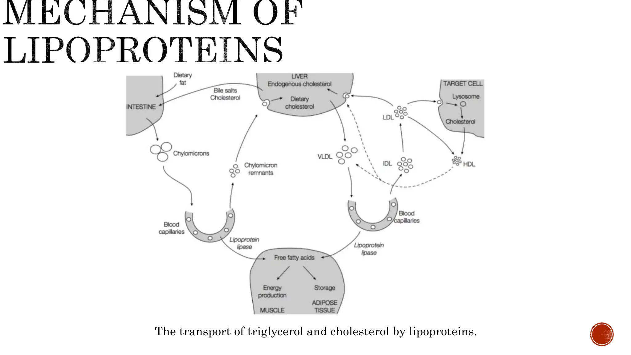 The transport of triglycerol and cholesterol by lipoproteins.
 
