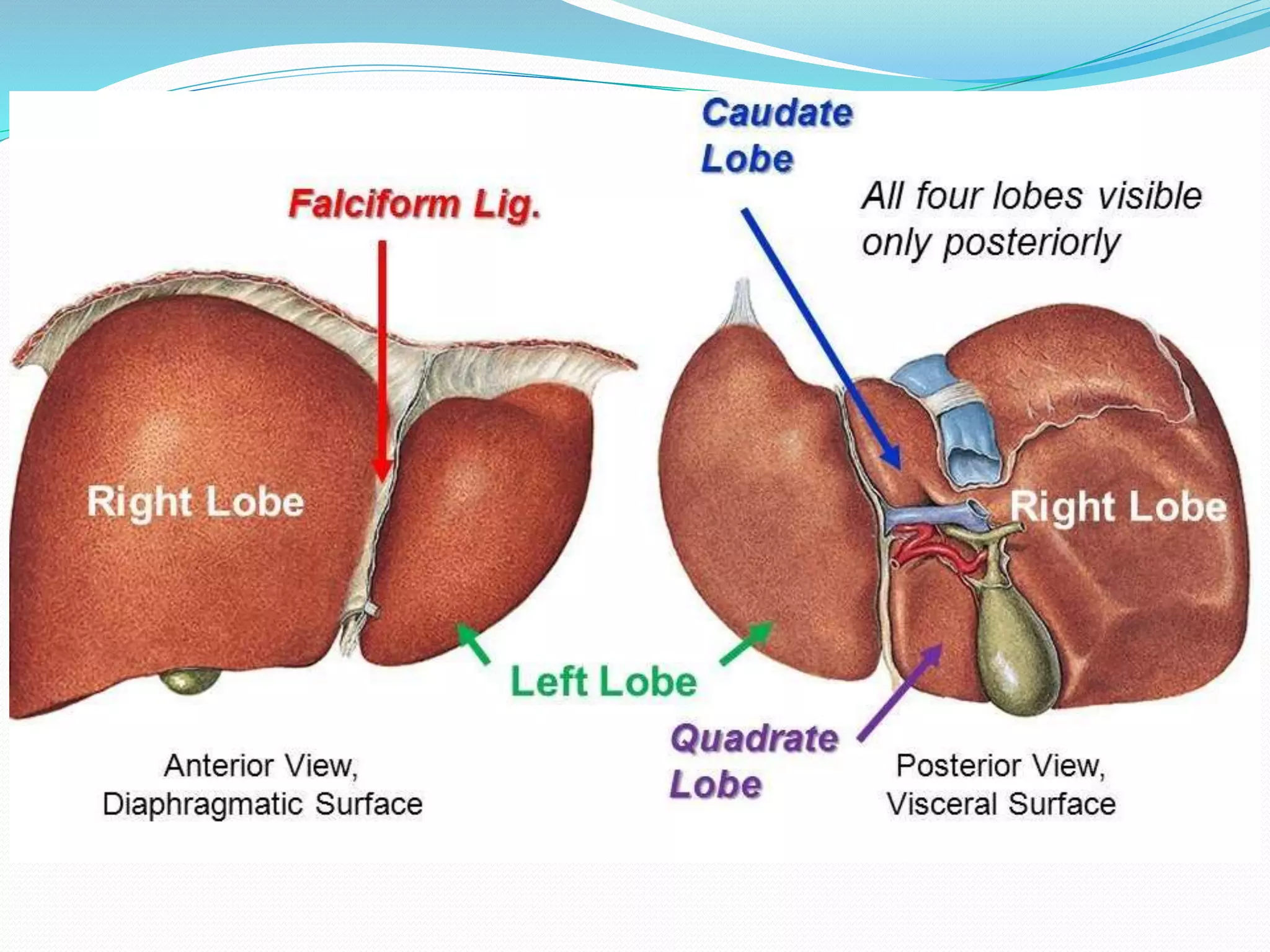 Structure and functions of liver | PPTX