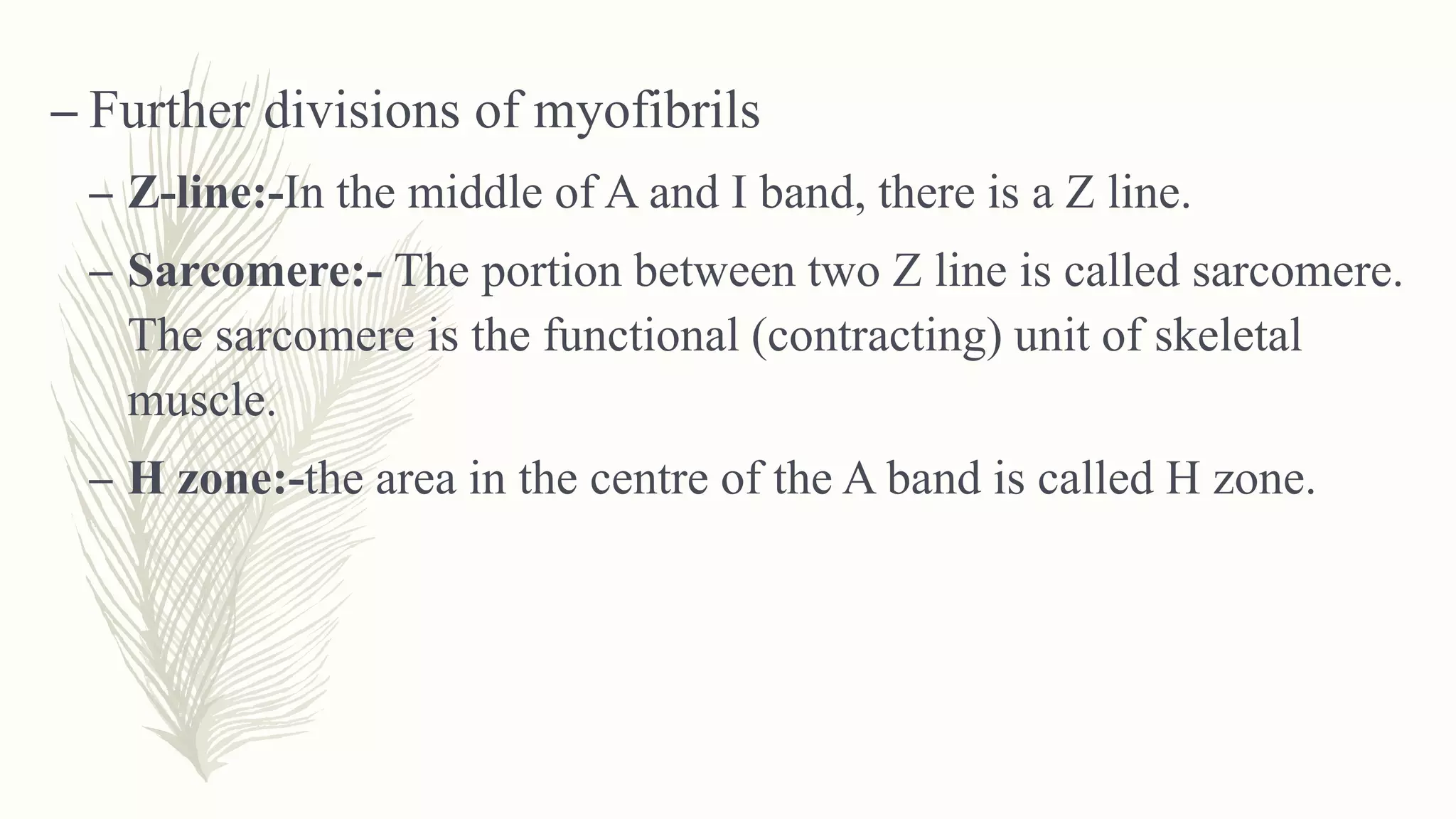 – Further divisions of myofibrils
– Z-line:-In the middle of A and I band, there is a Z line.
– Sarcomere:- The portion between two Z line is called sarcomere.
The sarcomere is the functional (contracting) unit of skeletal
muscle.
– H zone:-the area in the centre of the A band is called H zone.
 