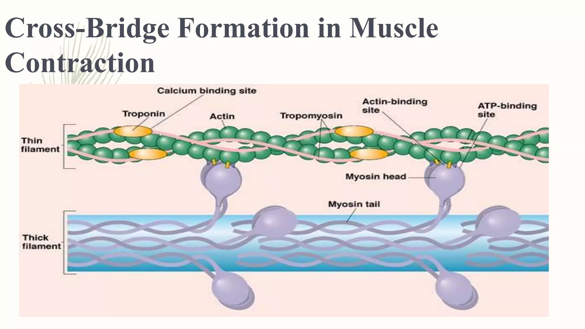 Cross-Bridge Formation in Muscle
Contraction
 