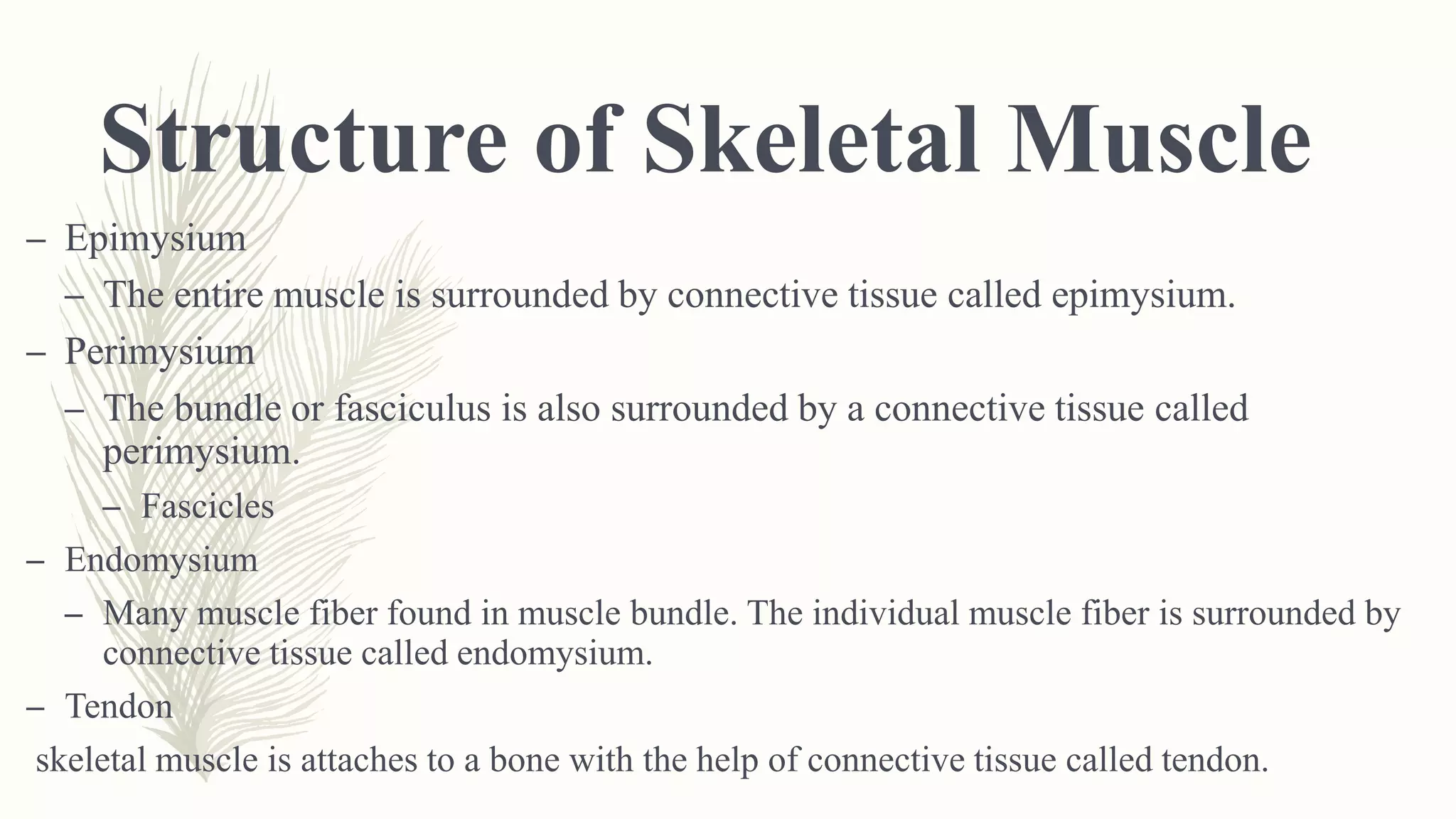 Structure of Skeletal Muscle
– Epimysium
– The entire muscle is surrounded by connective tissue called epimysium.
– Perimysium
– The bundle or fasciculus is also surrounded by a connective tissue called
perimysium.
– Fascicles
– Endomysium
– Many muscle fiber found in muscle bundle. The individual muscle fiber is surrounded by
connective tissue called endomysium.
– Tendon
skeletal muscle is attaches to a bone with the help of connective tissue called tendon.
 