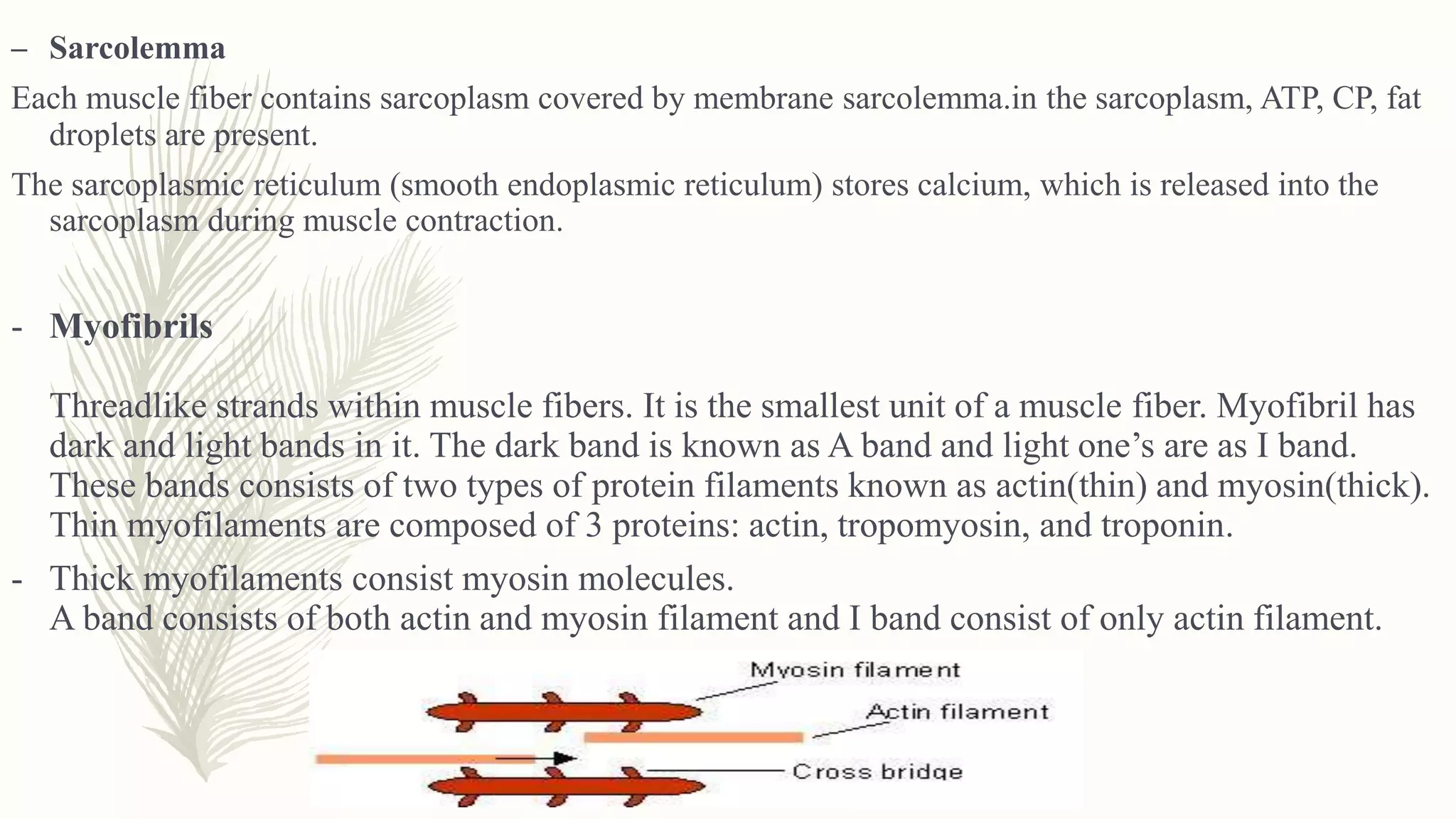 – Sarcolemma
Each muscle fiber contains sarcoplasm covered by membrane sarcolemma.in the sarcoplasm, ATP, CP, fat
droplets are present.
The sarcoplasmic reticulum (smooth endoplasmic reticulum) stores calcium, which is released into the
sarcoplasm during muscle contraction.
- Myofibrils
Threadlike strands within muscle fibers. It is the smallest unit of a muscle fiber. Myofibril has
dark and light bands in it. The dark band is known as A band and light one’s are as I band.
These bands consists of two types of protein filaments known as actin(thin) and myosin(thick).
Thin myofilaments are composed of 3 proteins: actin, tropomyosin, and troponin.
- Thick myofilaments consist myosin molecules.
A band consists of both actin and myosin filament and I band consist of only actin filament.
 