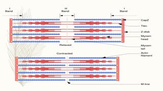 Structure and Functions of Muscle | PPTX