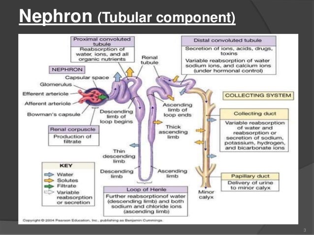 Structure and functions of nephron assignment