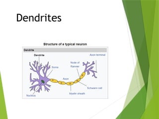 STRUCTURE AND FUNCTIONS OF NERVOUS SYSTEM.pptx