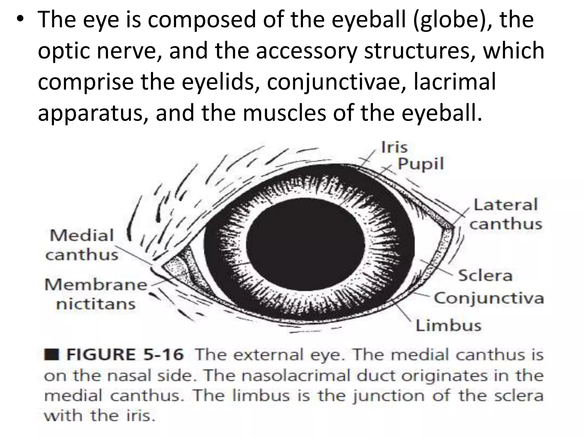 Structure and Functions of the Eye.pptx