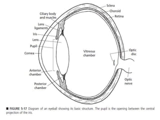 Structure and Functions of the Eye.pptx