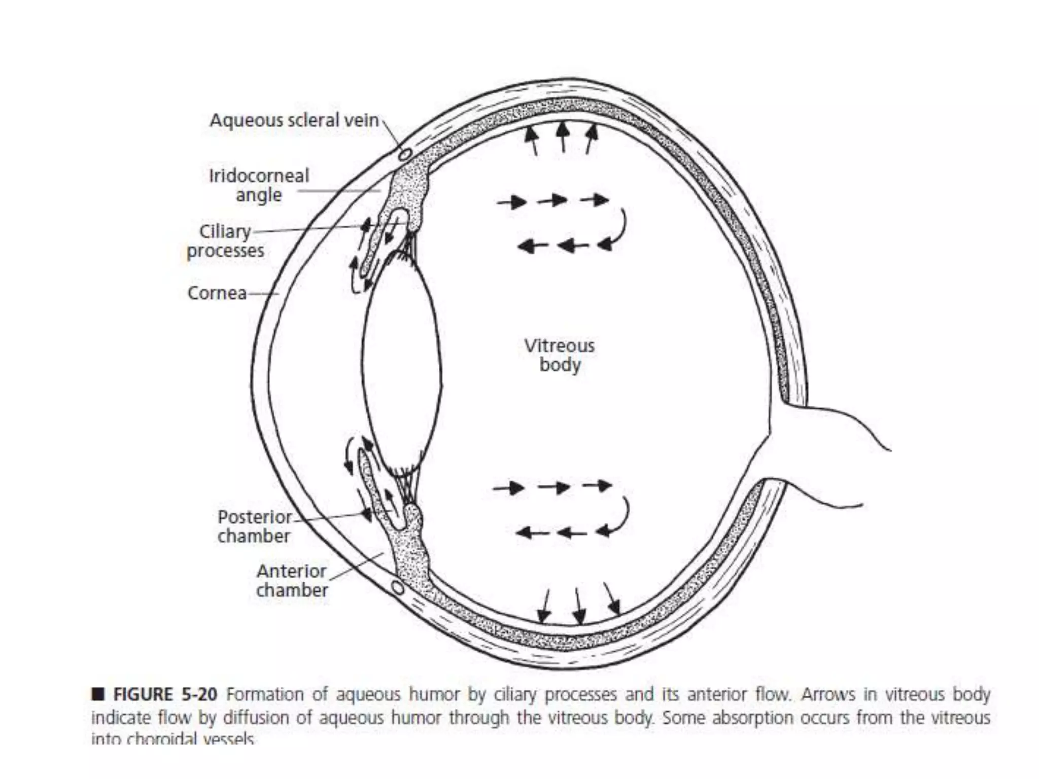 Structure And Functions Of The Eye By Sgreen2 Teaching