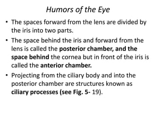 Humors of the Eye
• The spaces forward from the lens are divided by
the iris into two parts.
• The space behind the iris and forward from the
lens is called the posterior chamber, and the
space behind the cornea but in front of the iris is
called the anterior chamber.
• Projecting from the ciliary body and into the
posterior chamber are structures known as
ciliary processes (see Fig. 5- 19).
 