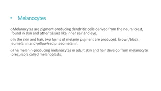STRUCTURE AND FUNCTIONS OF THE SKIN.pptx