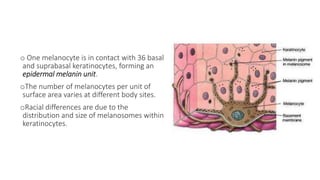 STRUCTURE AND FUNCTIONS OF THE SKIN.pptx