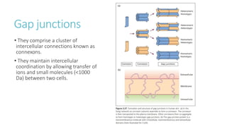 STRUCTURE AND FUNCTIONS OF THE SKIN.pptx