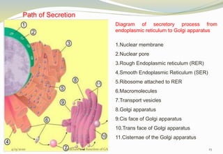 Structure and functon of golgi apparatus | PPTX