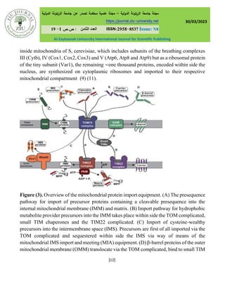 Structure and genesis of mitochondrial and chloroplast, DNA replication ...