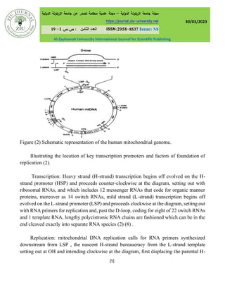 Structure and genesis of mitochondrial and chloroplast, DNA replication ...