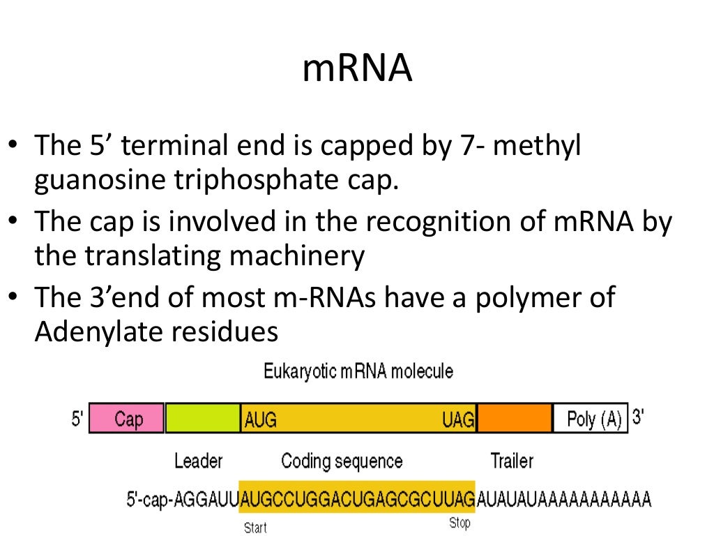 Structure and importance of RNA