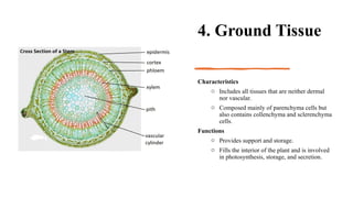 Structure and Life Process of a Plant.pptx