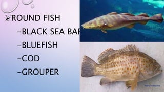 Round Fish Types COT Structure and market forms of fish.pptx