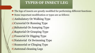 STRUCTURE AND MODIFICATION OF INSECT LEG ENT-501.pdf