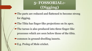 STRUCTURE AND MODIFICATION OF INSECT LEG ENT-501.pdf