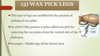 Tibia Pick STRUCTURE AND MODIFICATION OF INSECT LEG ENT-501.pdf